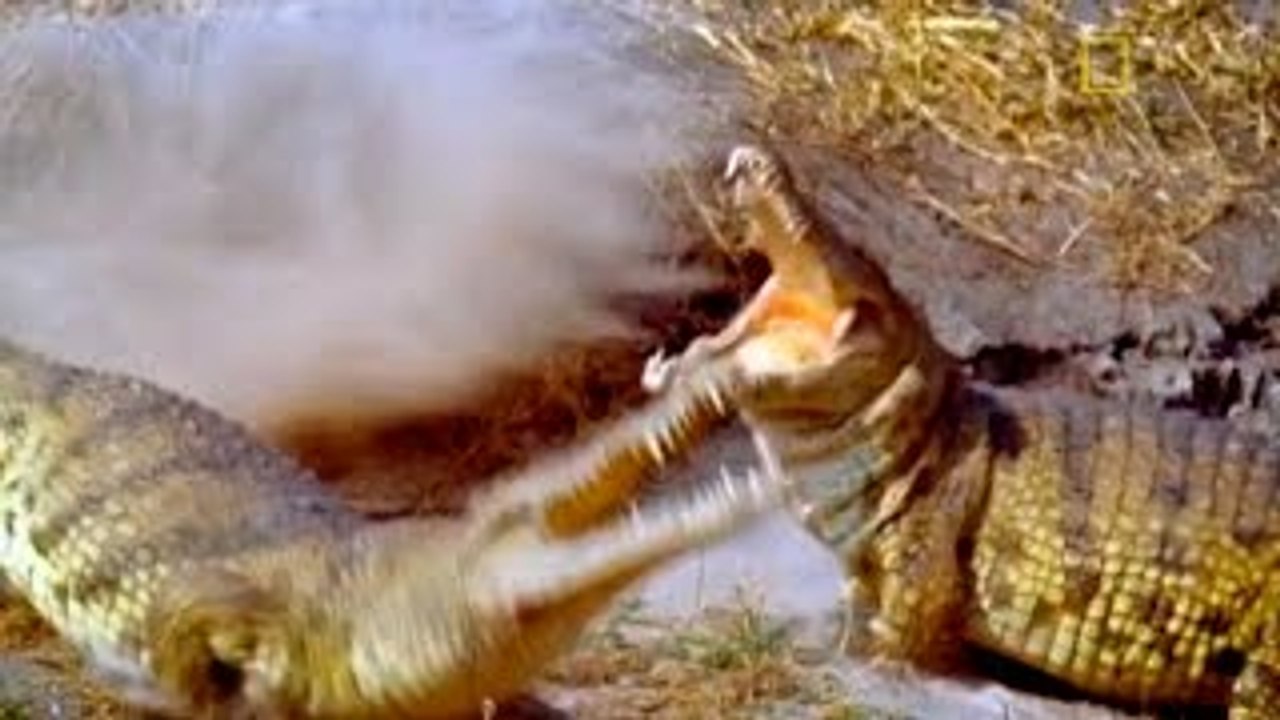 Animal Video National Geographic 3 of THE MOST IMPRESSIVE CREATURES: Croc, Hippo & Lion