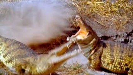 Animal Video National Geographic 3 of THE MOST IMPRESSIVE CREATURES: Croc, Hippo & Lion