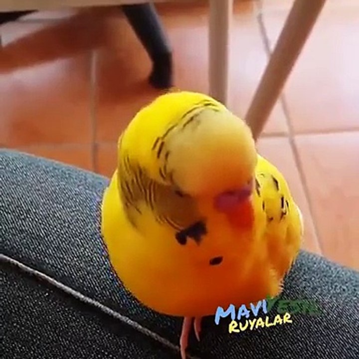 La ilahe illallah Muhammeden Resulallah -DİYEN muhabbet kuşu -La ilaha illa Muhammad the Messenger of Allah -dien budgie