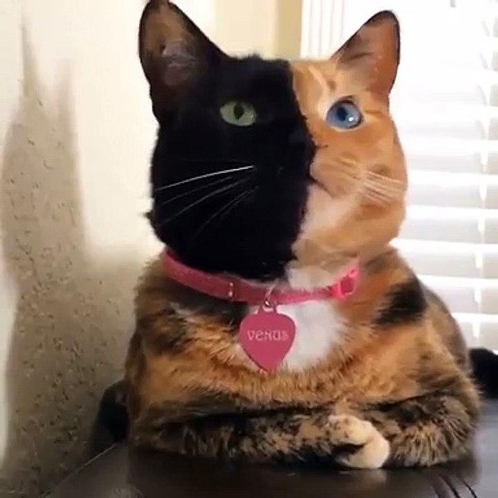 Allahın yaratılış sanatı Subhanallah-bunu izlemeden geçme ! -God's creation-art Subhanallah pass it without watching!