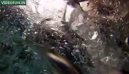 Diving Birds Go Hunting You Wouldnt Expect This