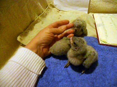 Les bébés youyou EAM