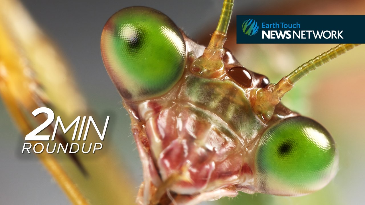 Praying mantises in 3D glasses, prehistoric monster crocs & the octopus that won’t let go