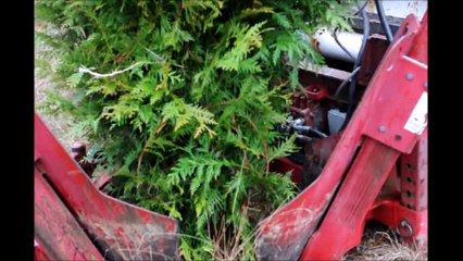 Demo Digging of a Green Giant Arborvitae in the ground