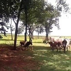 Koyun Bir Vuruşta İneği Devirdi.. Yok Böyle Bir Şey