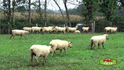 Minute PAC -  Déclaration d'aides ovine/caprine