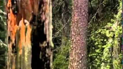 Dzika Rosja Pierwotne Lasy [Lektor PL][Film Dokumentalny]