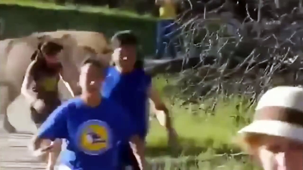 Funny Animals Doing Stupid Things 2016