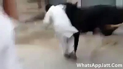 Bakra eid special-funny video