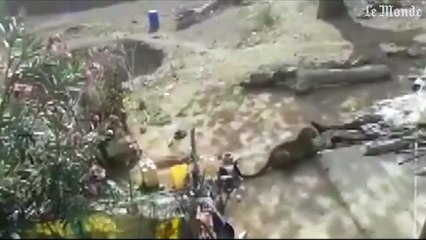 Un léopard sème la panique dans un village en Inde