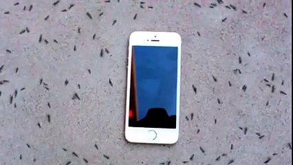 Karıncaların iPhone’a Verdiği Tepkiye Şaşıracaksınız.. Yok B