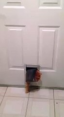 şişman kedi