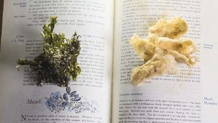 Crean un alga con sabor a bacon más saludable que la col