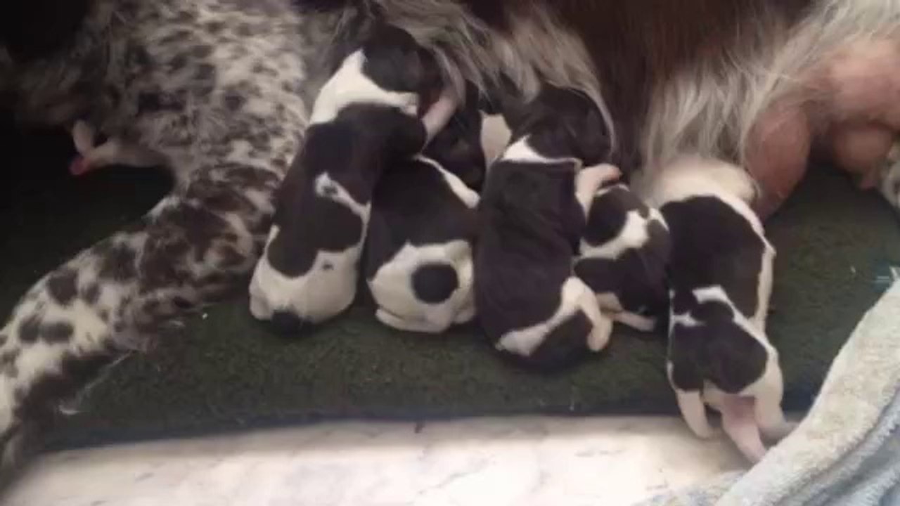 D -Wurf von der Wallmühle