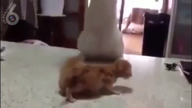 Кот шаман (6 sec)