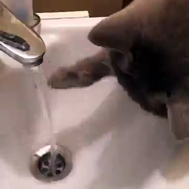 Котик пьет