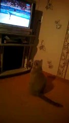 Кот-патриот)))))