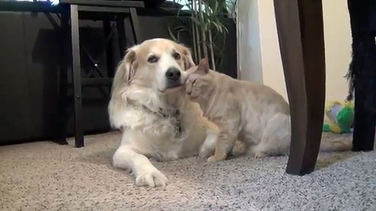 Un chat fait des câlins à un chien