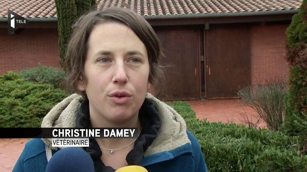 Grippe aviaire : l'éradication coûtera cher aux éleveurs