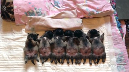 Des chiots nouveaux-nés vont au lit. Maintenant regardez le chiot à gauche...