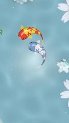Zen Koi - Breed & Collect Fish