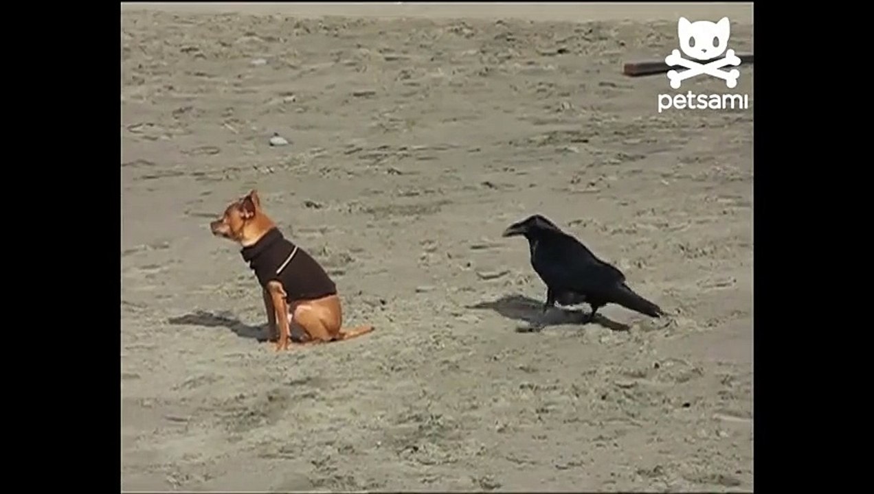 The crow attacked a dog / Хитрая ворона напала на собаку
