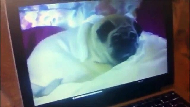 Паранормальная собака-мопс _ Paranormal dog pug_ Paranormal Carlinity
