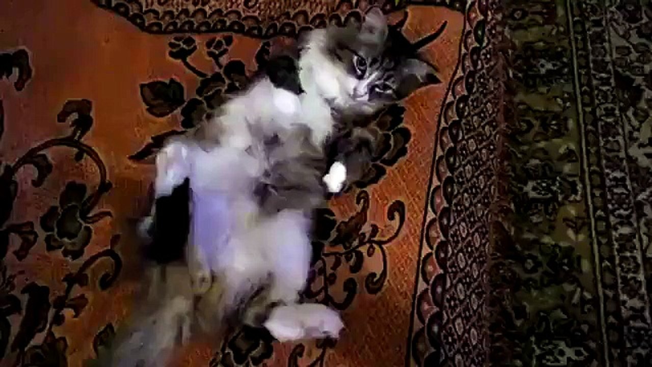 прикол с котом