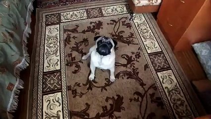 Собака показывает как умер гуф и даже говорит !!!