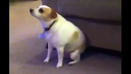 Собака танцует под Eminem