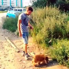 У собак всё как у людей)) (vine)
