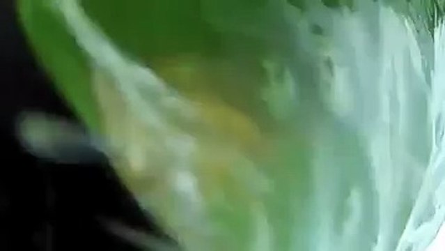 Köpek Balığı, Dev Orfoza Böyle Yem Oldu! Yok Böyle Bir Şey