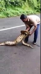 Vidéo choc : Il appuie sur un python pour en faire sortir son dernier repas