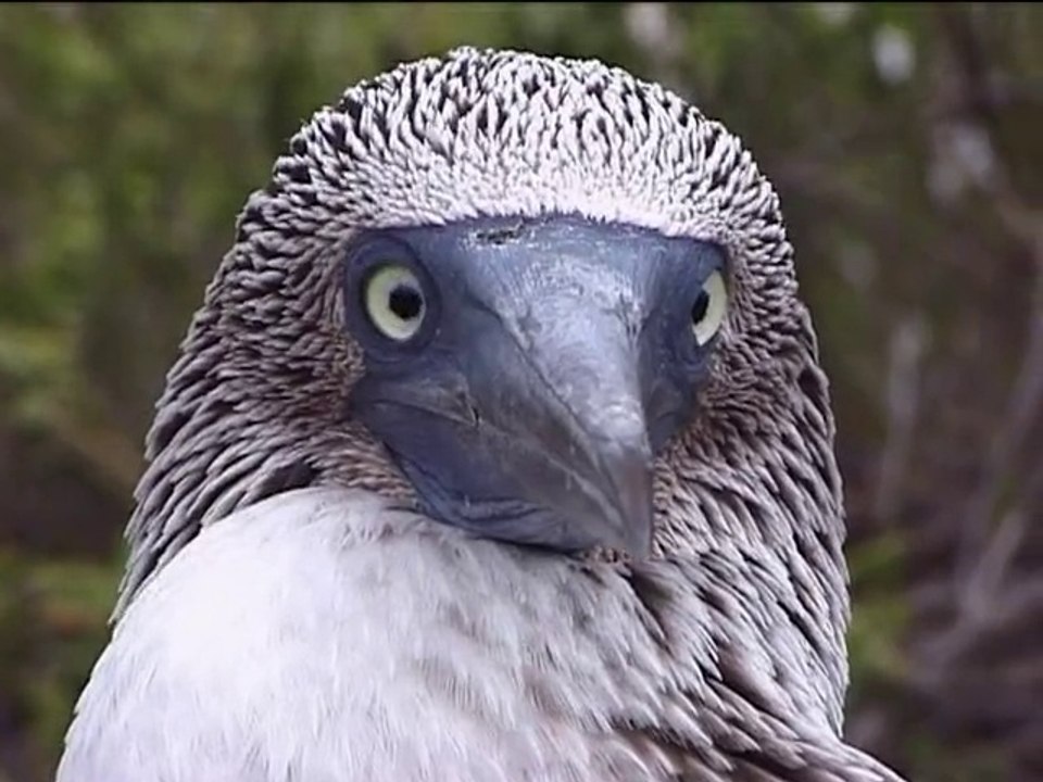 Galapagos