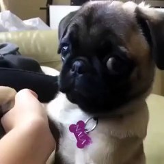 Introducing the world's cutest baby pug _ Funny videos 2015
