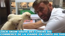 Zack Skow sauve des chiens du commerce de la viande en Corée du Sud ! L'histoire dans la minute chien #100