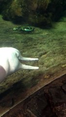 Dolphin Decapitates Fish Then Uses It to Get Off