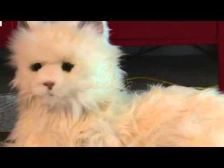 Paro Macja robot që kushton 5 mijë dollarë