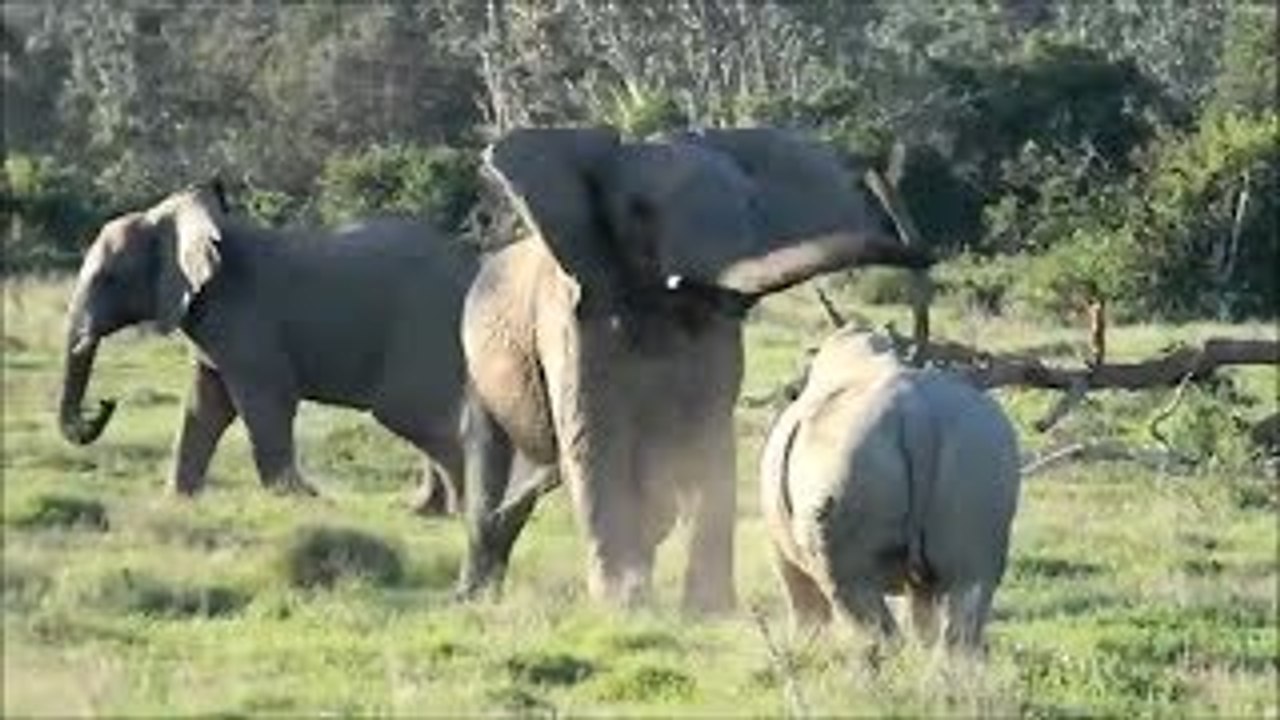 Elephant Intimidates Rhino
