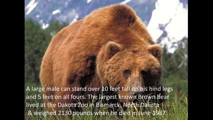 10 BIGGEST ANIMALS ON EARTH