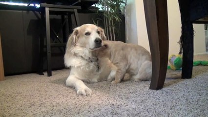 Un chat fait des câlins à un chien