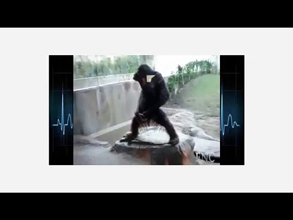 Funny Monky Video,Funny Video
