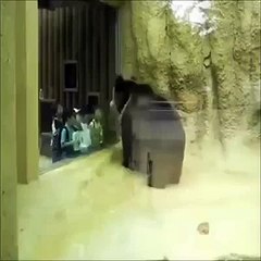 Black Bear Dancing With School Kids _Mix Maza 2016