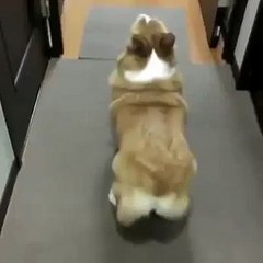 Gotta Love Dogs Vine _Mix Maza 2016