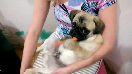Pug eating some carrot ! Funny videos 2015