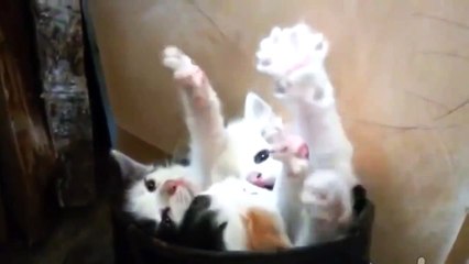 Pussies in a boot, emoticon aren't they the sweetest creatures ever_ _ Funny videos