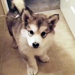 videos for dogs His first attempt in howling __Mix Maza 2016