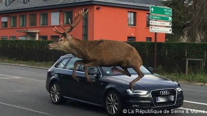 Un cerf traverse Fontainebleau et saute par-dessus une voiture