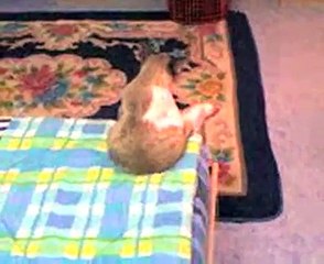 А что сижу никого не трогаю))