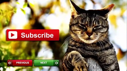 BEST FUNNY Cats & Dog Fails 2014 Top ANIMALS COMPILATION
